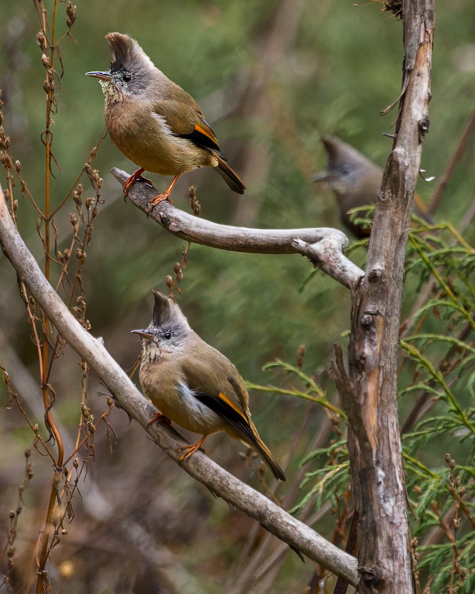 Югина темнокрила - ML646233546
