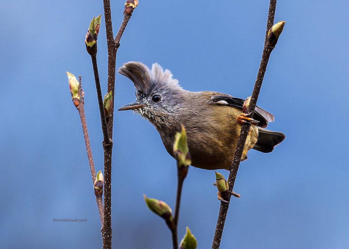 Югина темнокрила - ML646233547