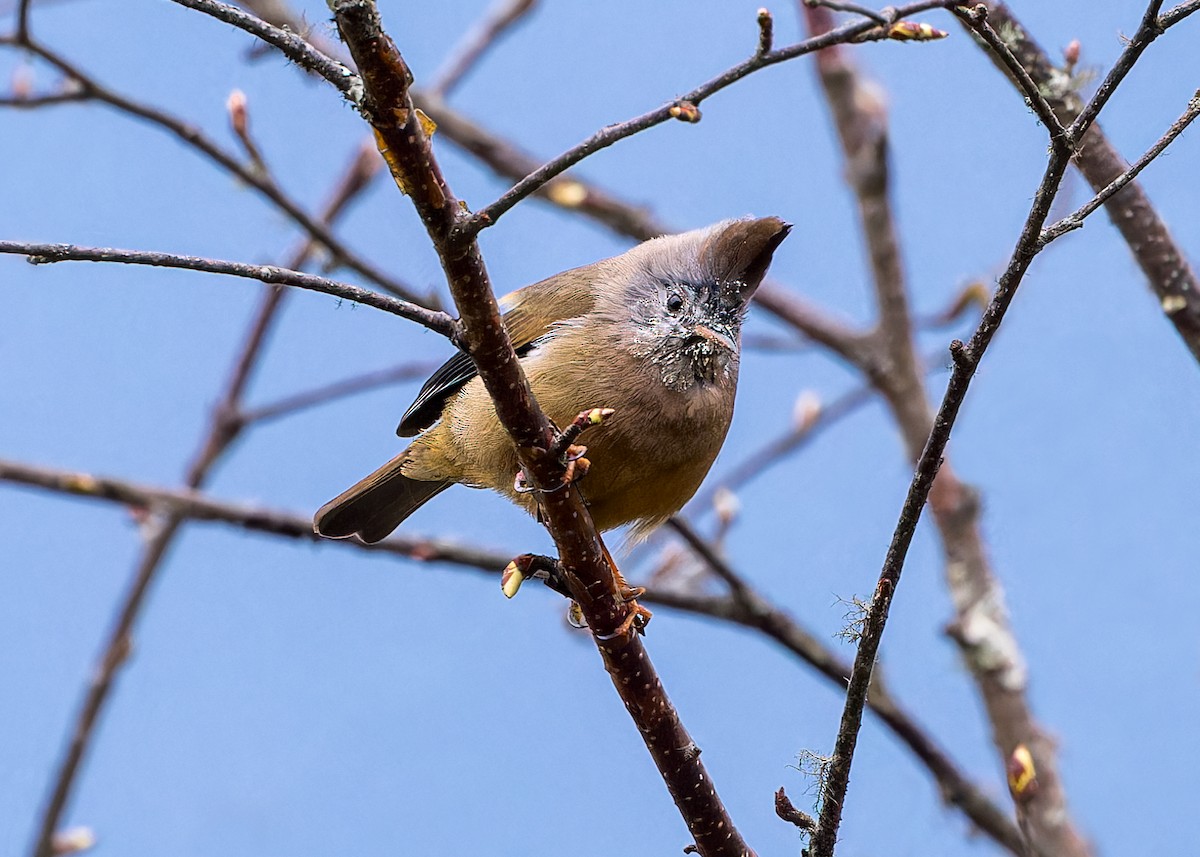 Югина темнокрила - ML646233548