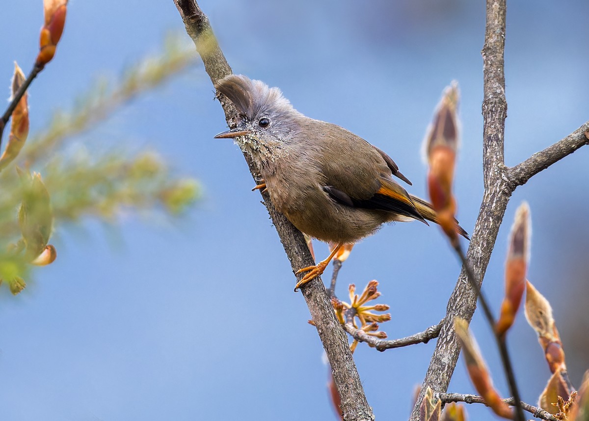 Югина темнокрила - ML646233549