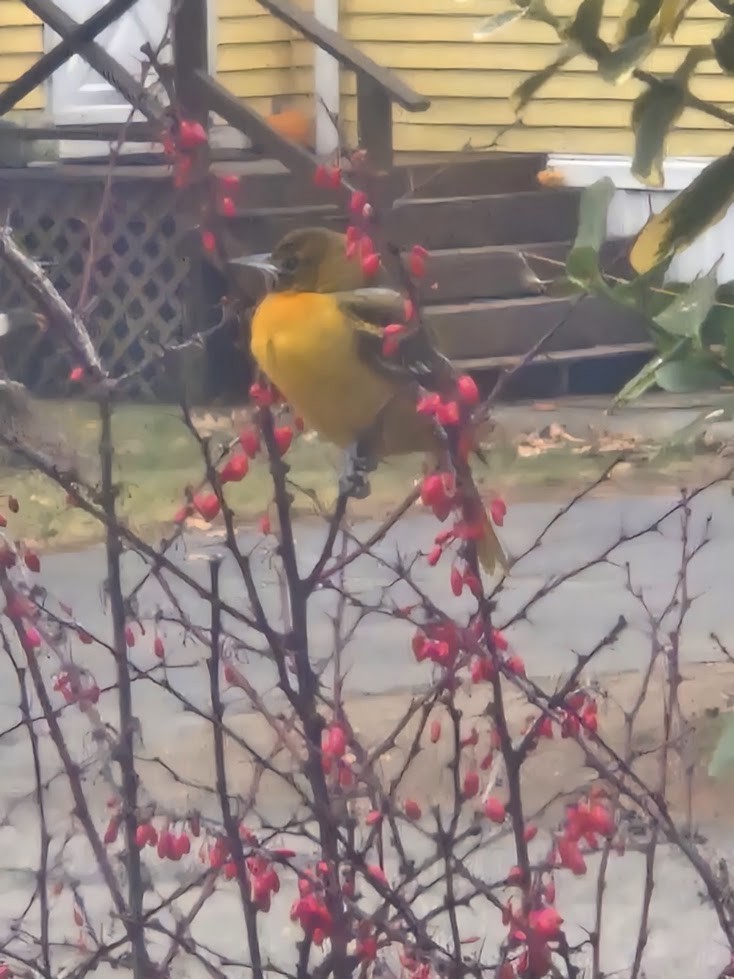 Baltimore Oriole - ML646233552