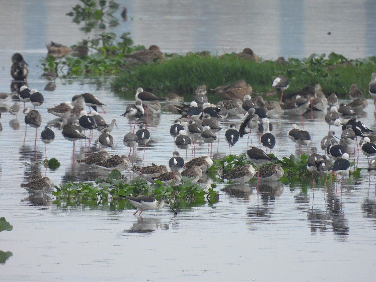 Black-winged Stilt - ML646233555