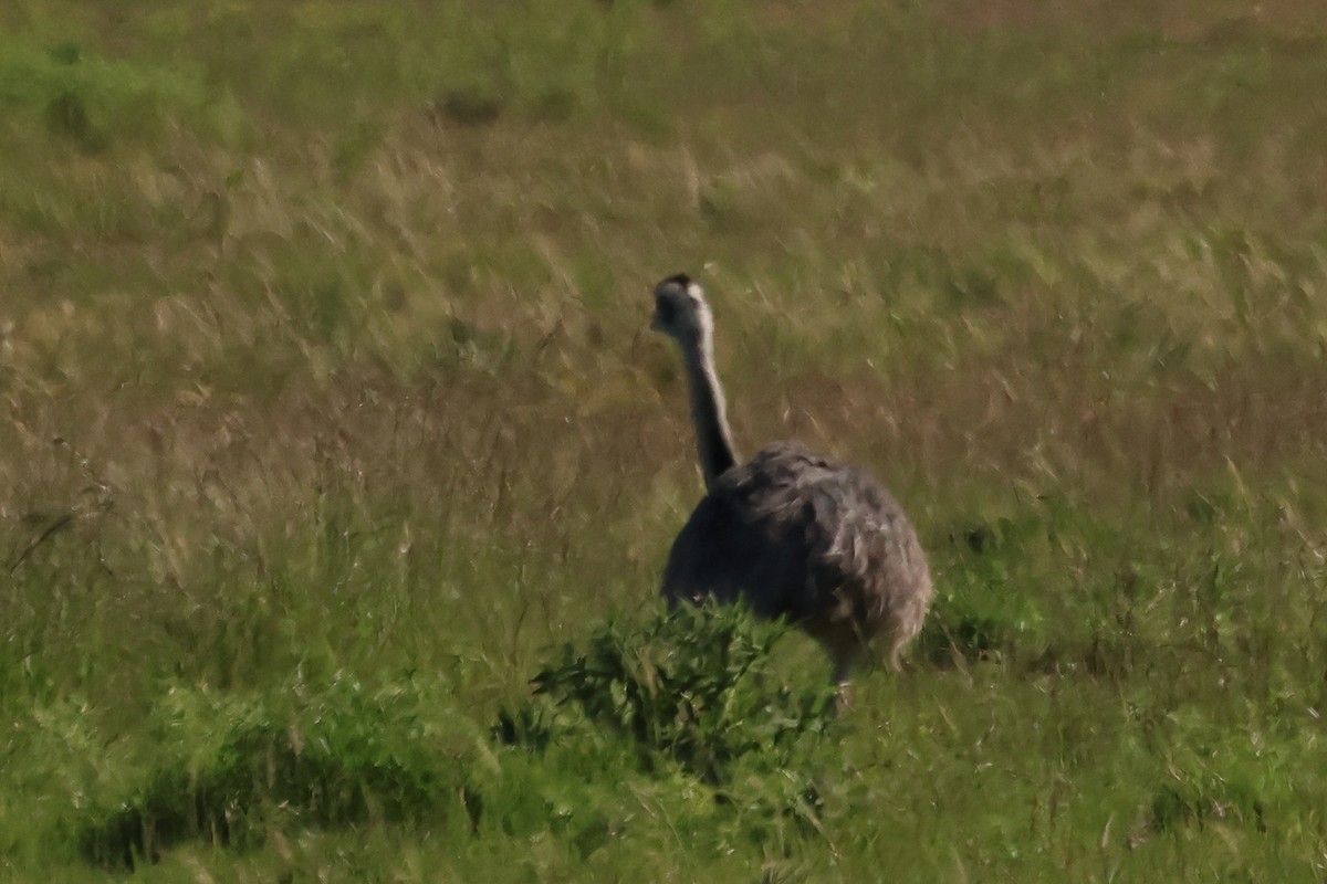 Greater Rhea - ML646233556
