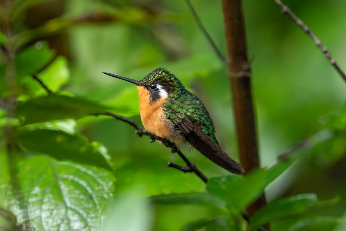 Purple-throated Mountain-gem - ML646233570