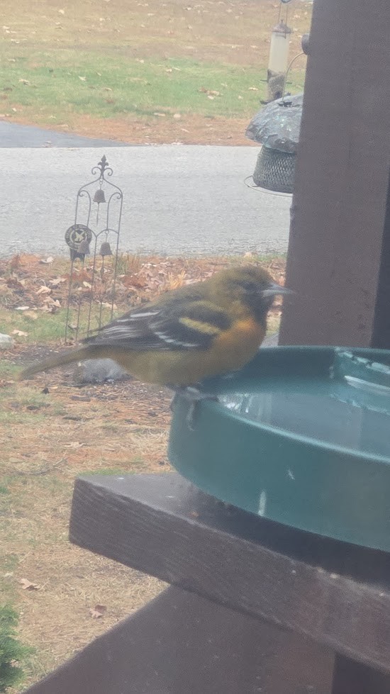 Baltimore Oriole - ML646233571