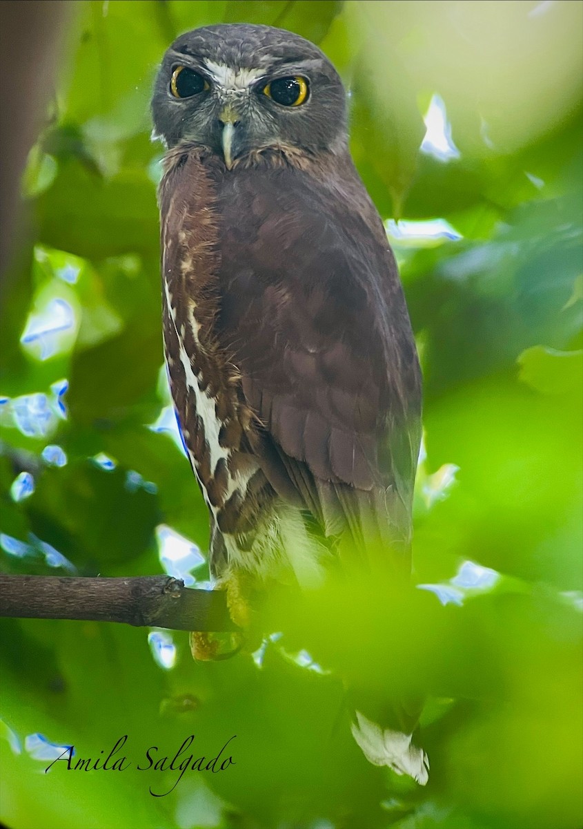 sovka dravčí - ML646233572