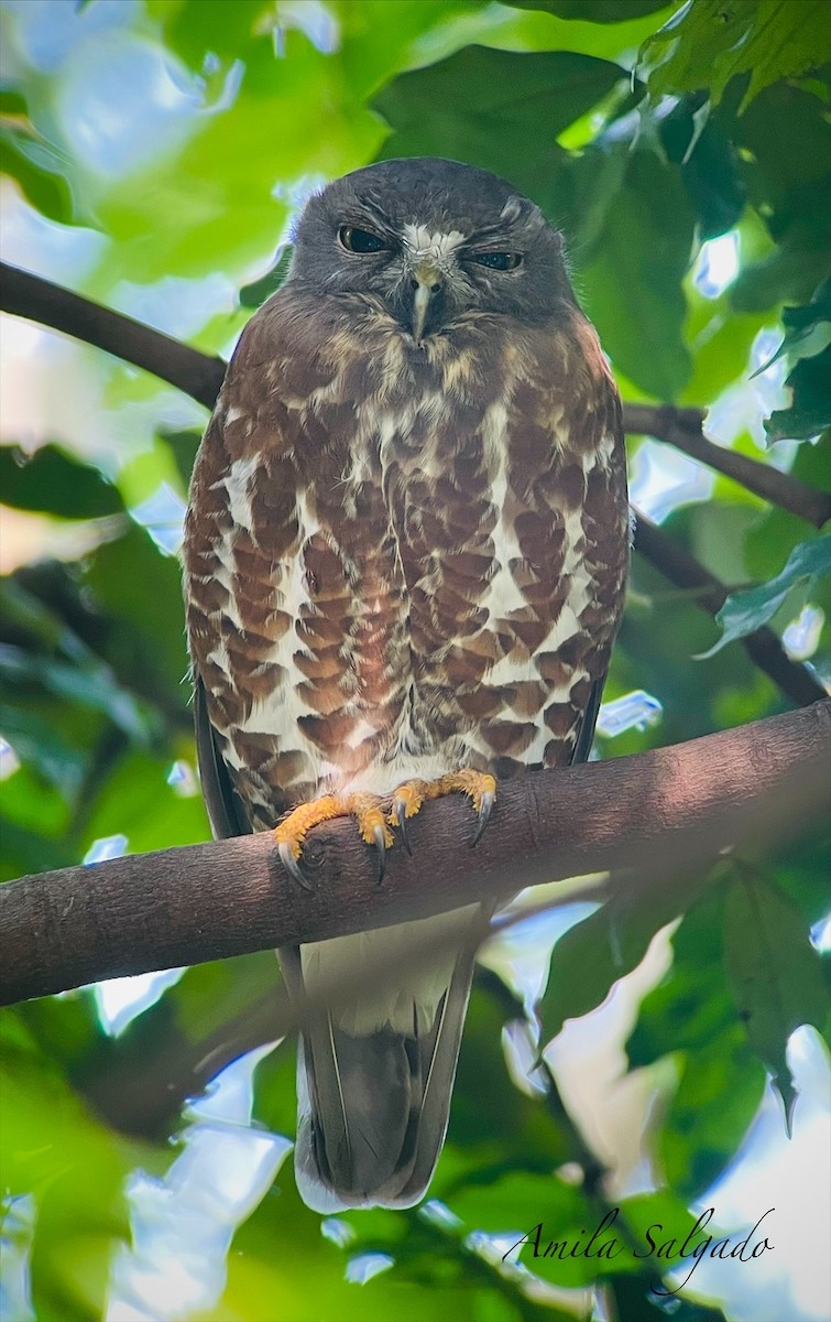 sovka dravčí - ML646233573