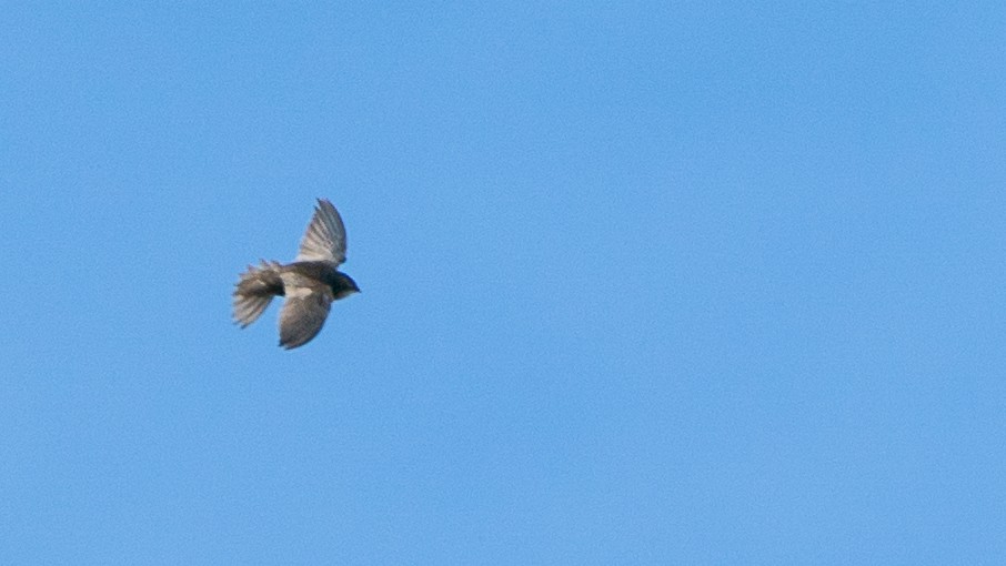 Nyanza Swift - ML646233574