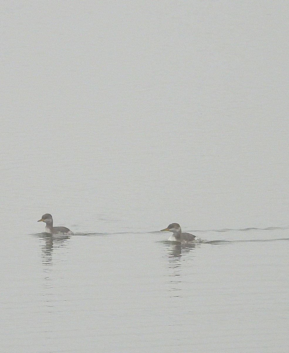 Svasso collorosso - ML646233576