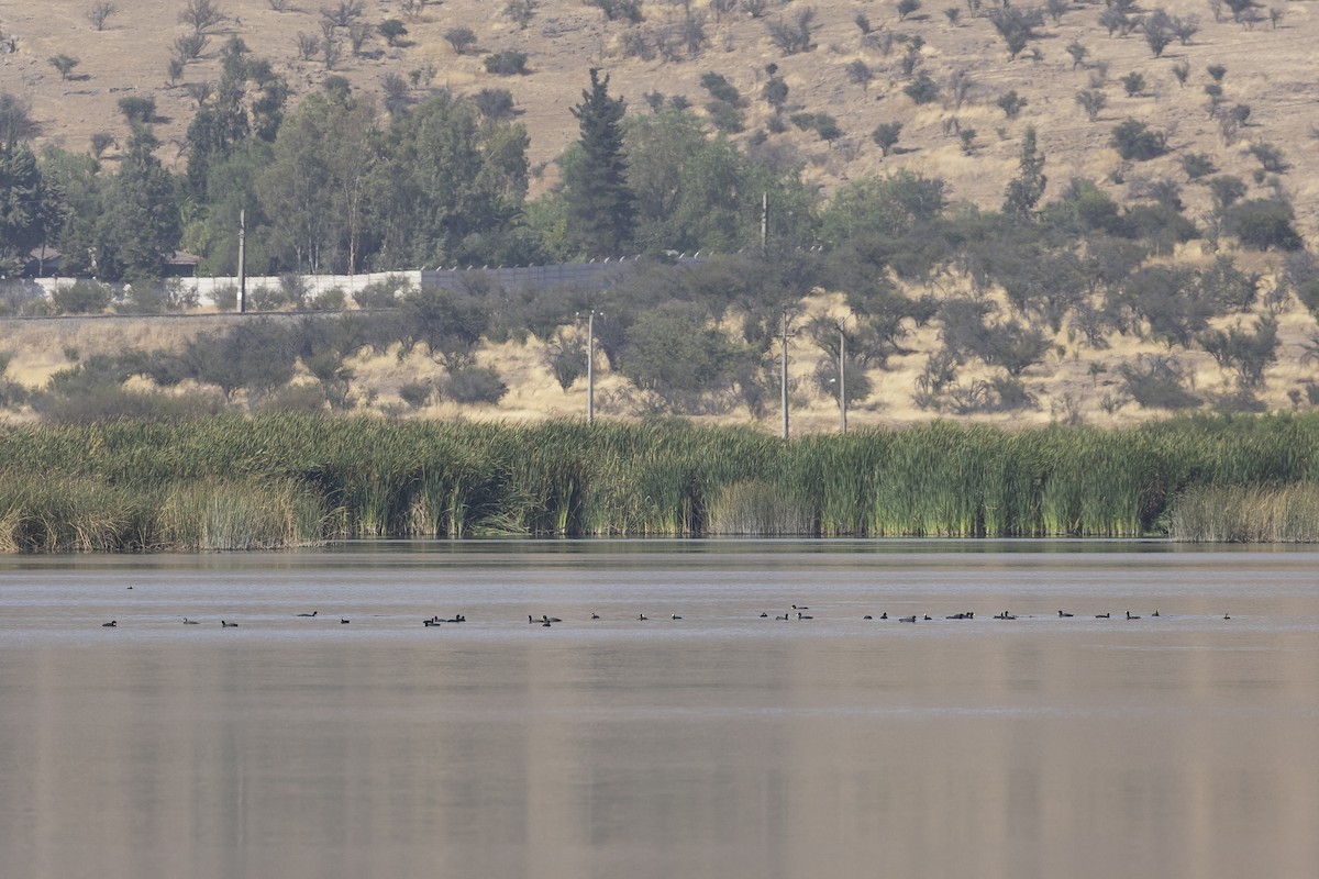 Red-gartered Coot - ML646233588
