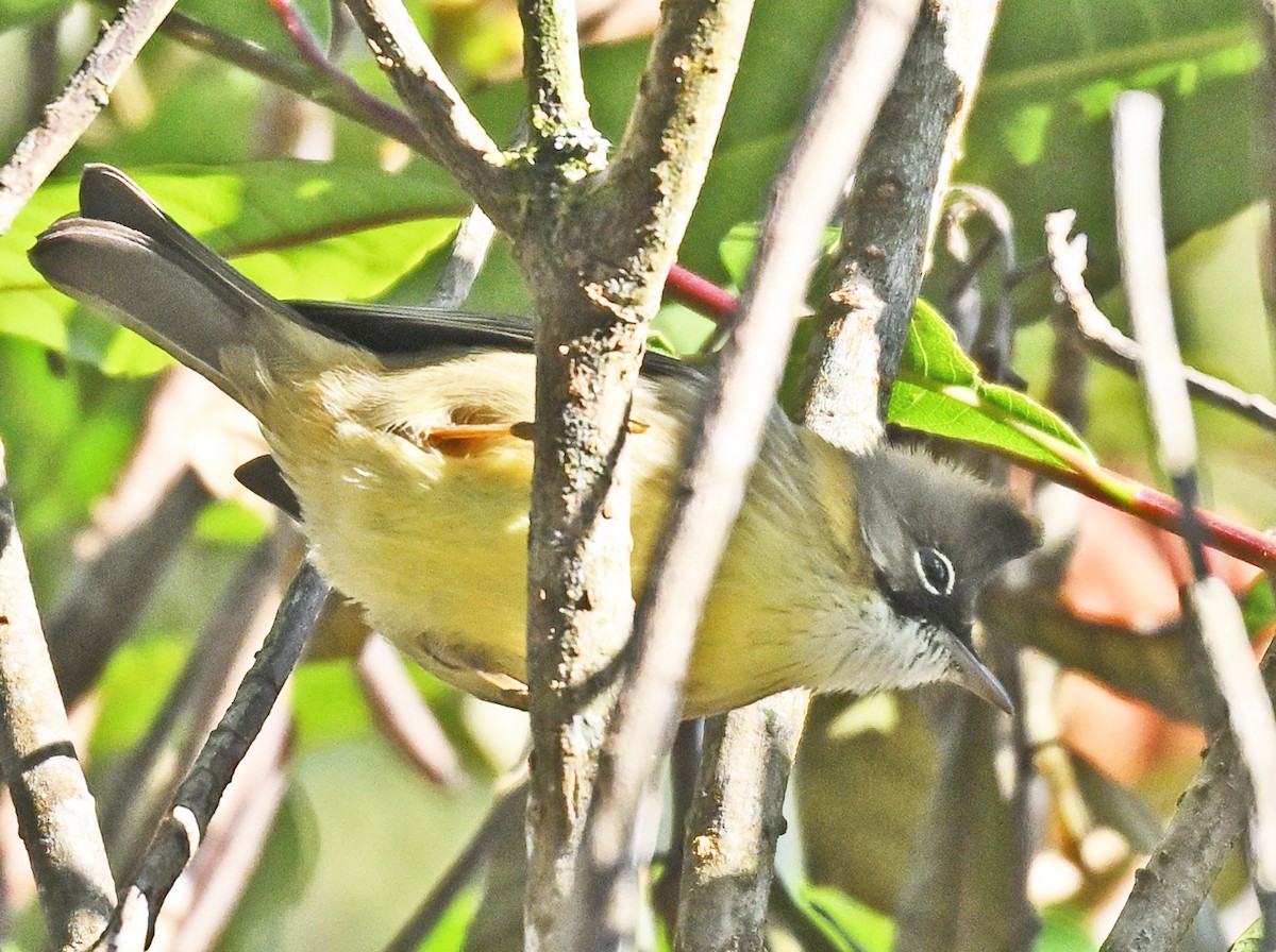 Whiskered Yuhina - ML646233591