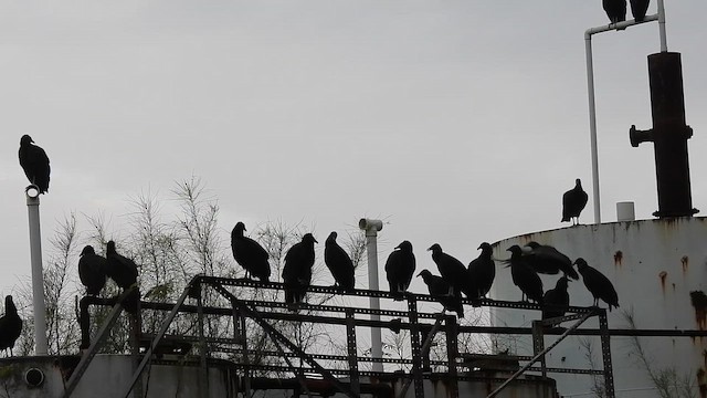 Black Vulture - ML646233608