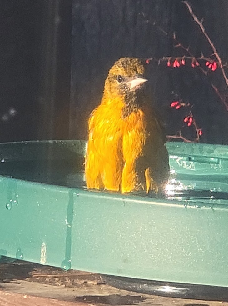 Baltimore Oriole - ML646233614