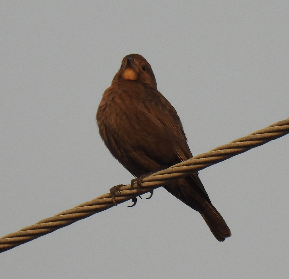 Braunkopf-Kuhstärling - ML646233619