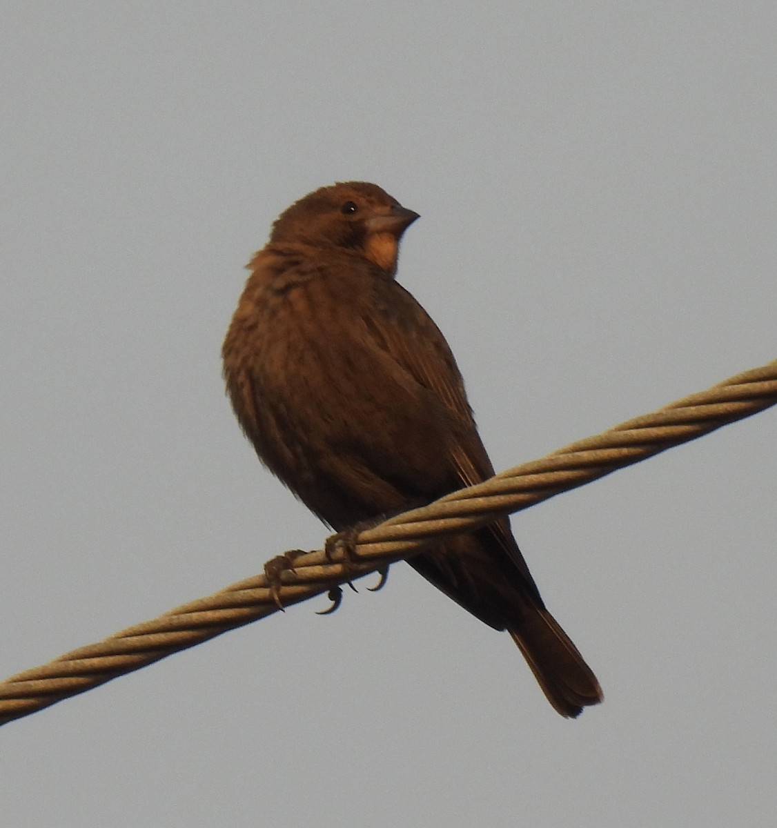 Braunkopf-Kuhstärling - ML646233620