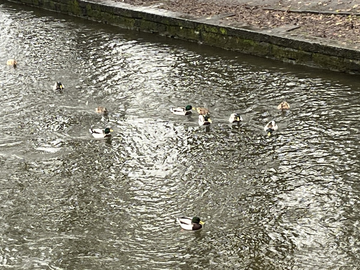 Зэрлэг нугас - ML646233621