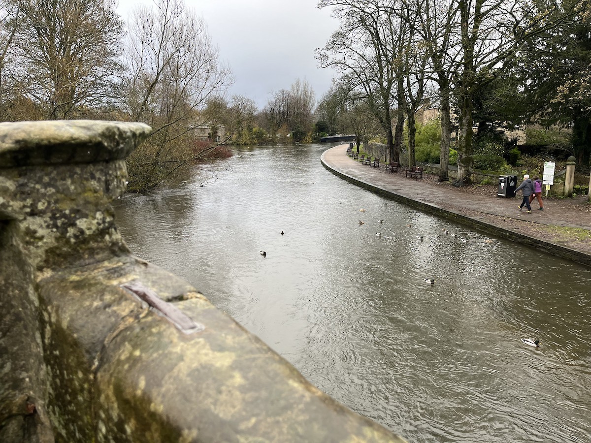 Зэрлэг нугас - ML646233622