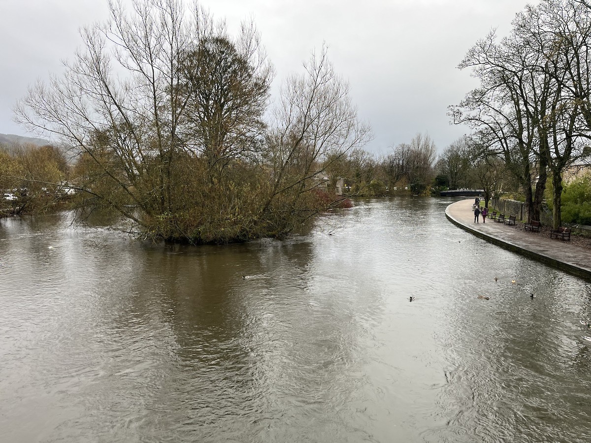 Зэрлэг нугас - ML646233623