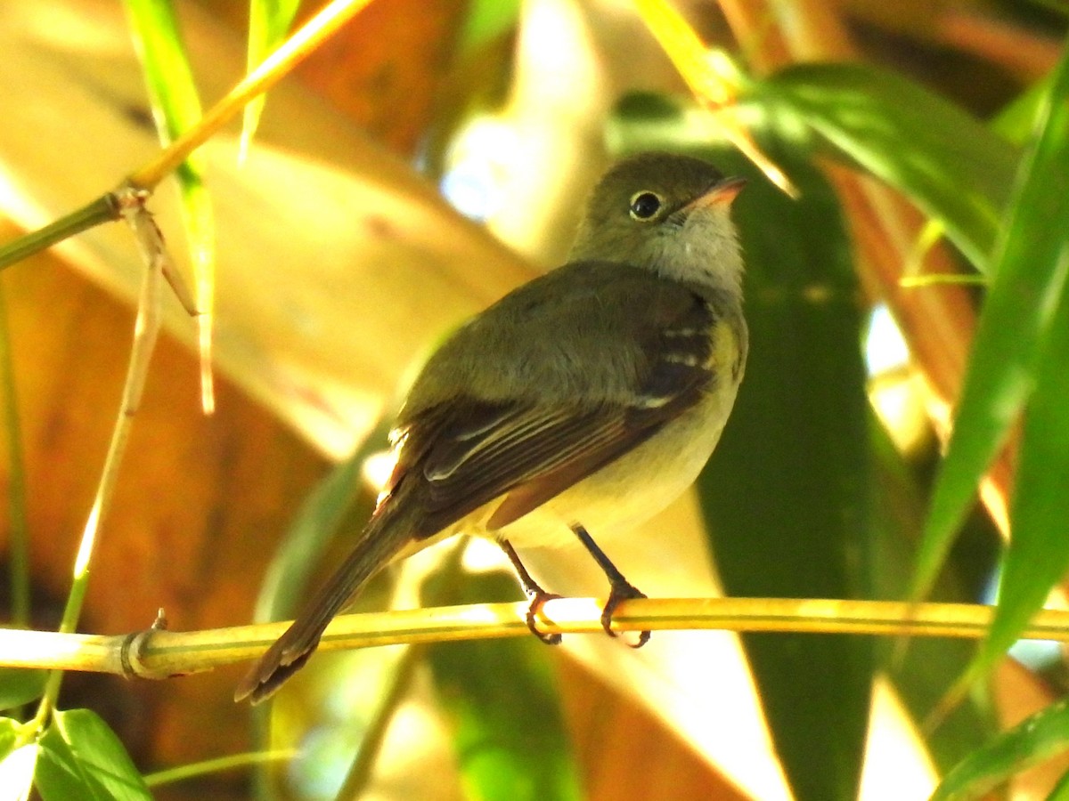 Small-billed Elaenia - ML646233626