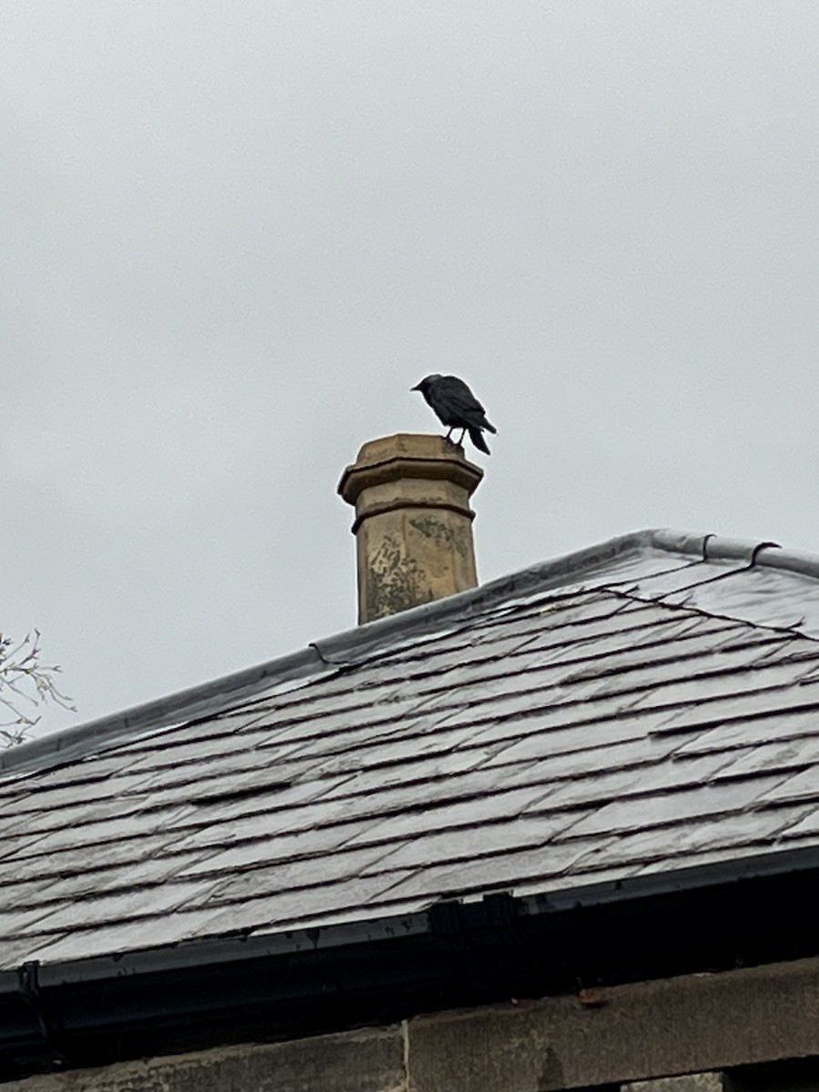 Харлаг хэрээ - ML646233628