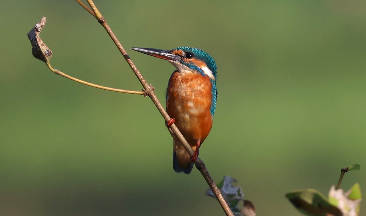 Martin pescatore - ML646233635