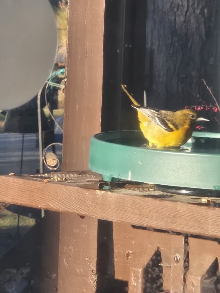 Turpial de Baltimore - ML646233640