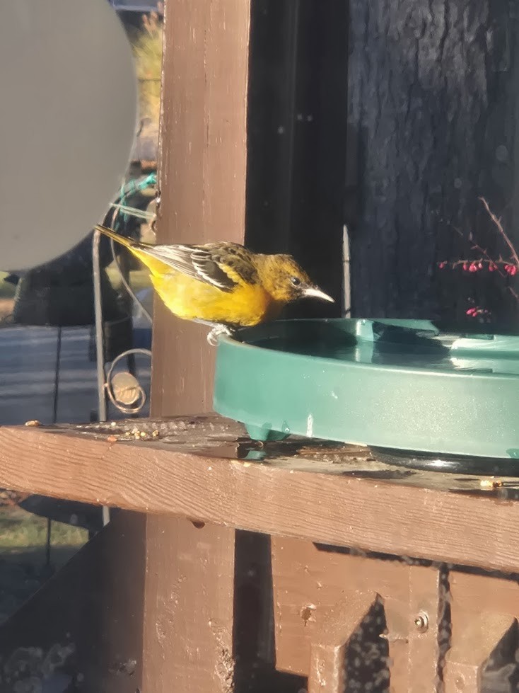 Turpial de Baltimore - ML646233665