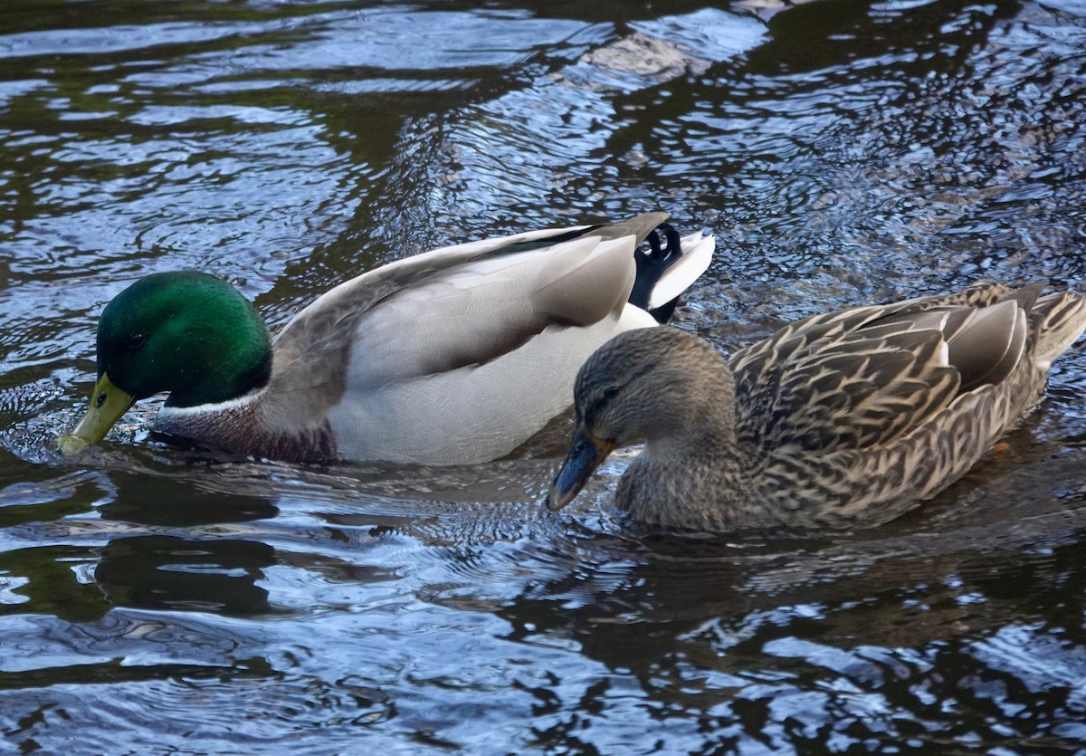 Зэрлэг нугас - ML646233666