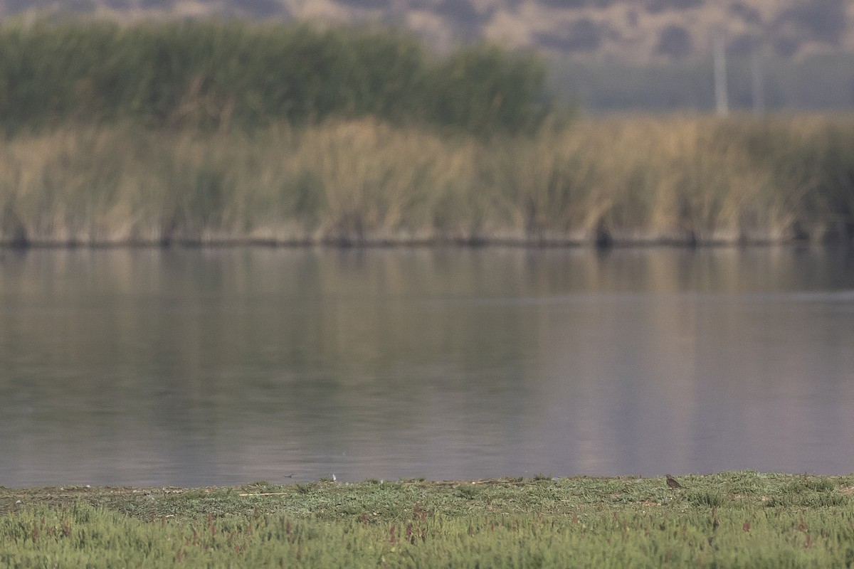 Correndera Pipit (Correndera) - ML646233667