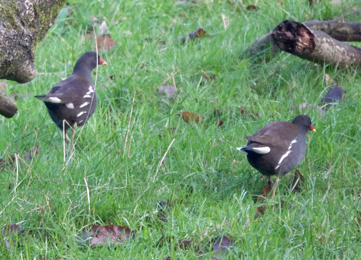 Хажилгат түнжүүр - ML646233669