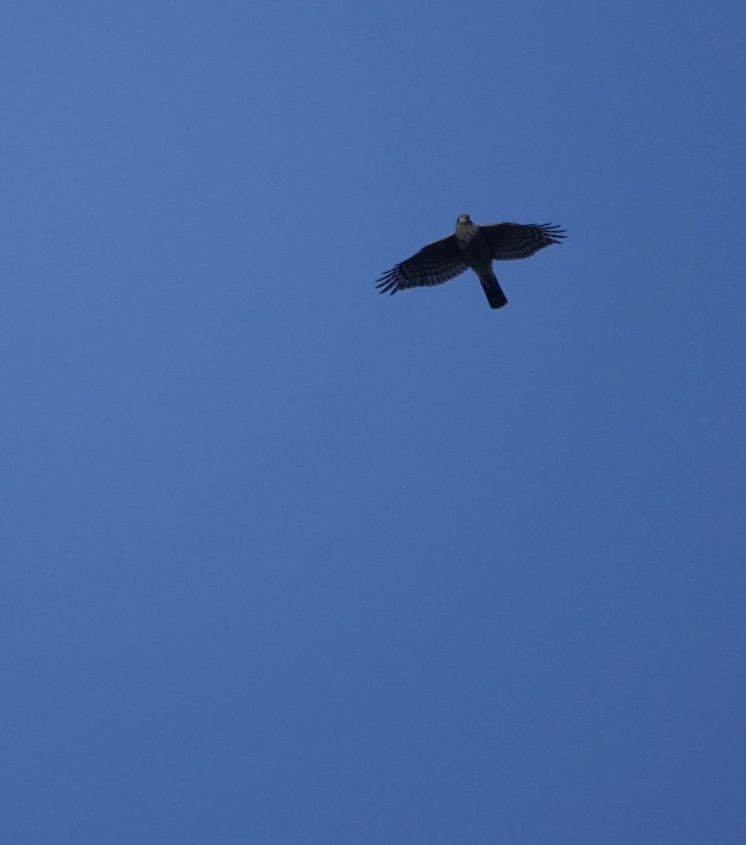 Морин харцага - ML646233673