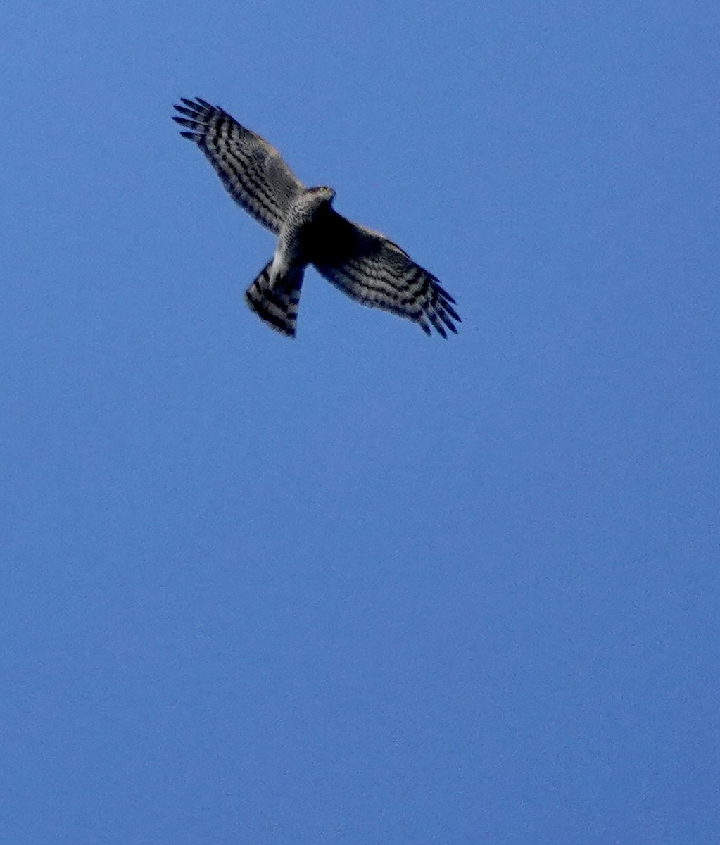 Морин харцага - ML646233674