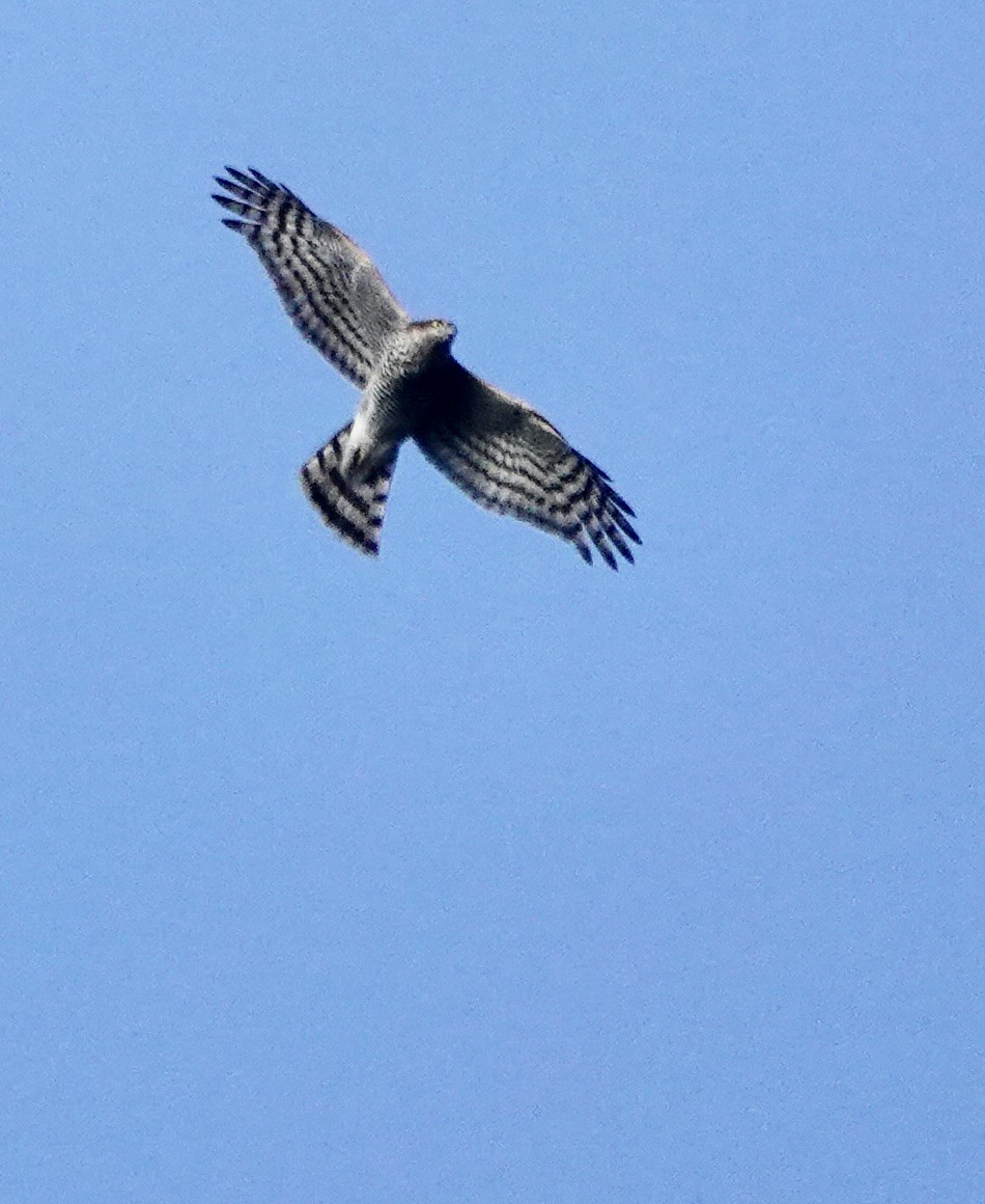 Морин харцага - ML646233675