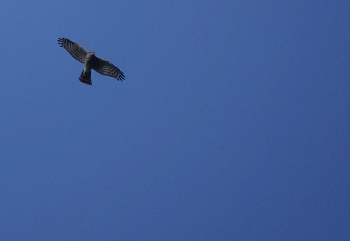 Морин харцага - ML646233676