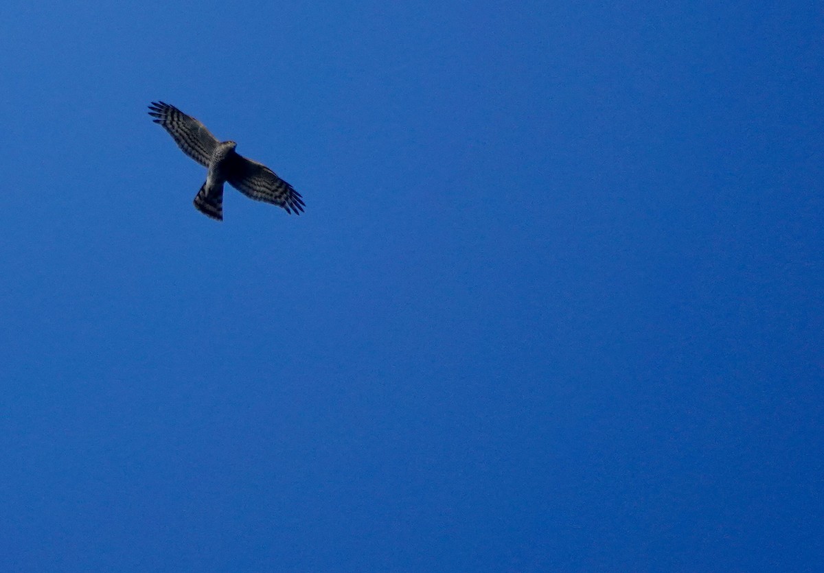 Морин харцага - ML646233677