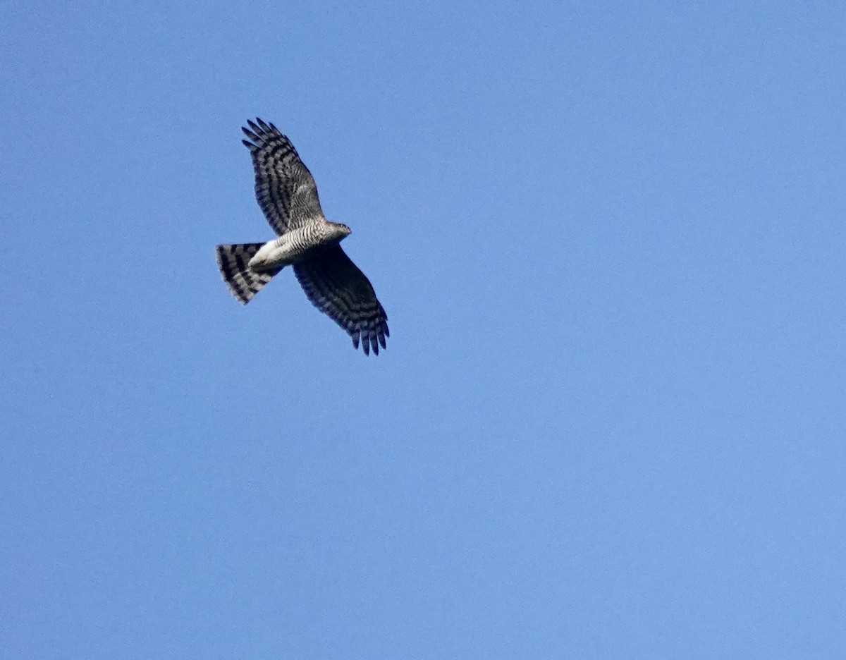 Морин харцага - ML646233678