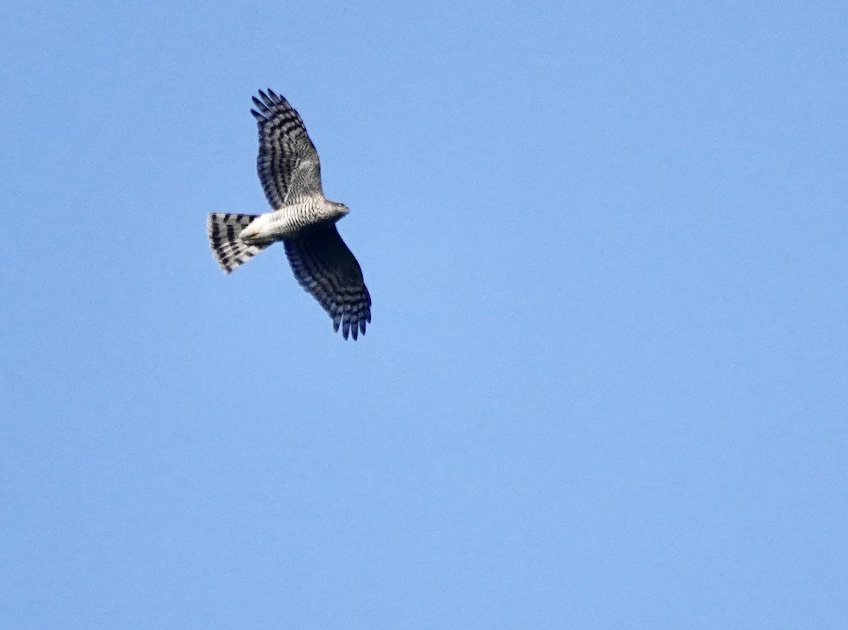 Морин харцага - ML646233679