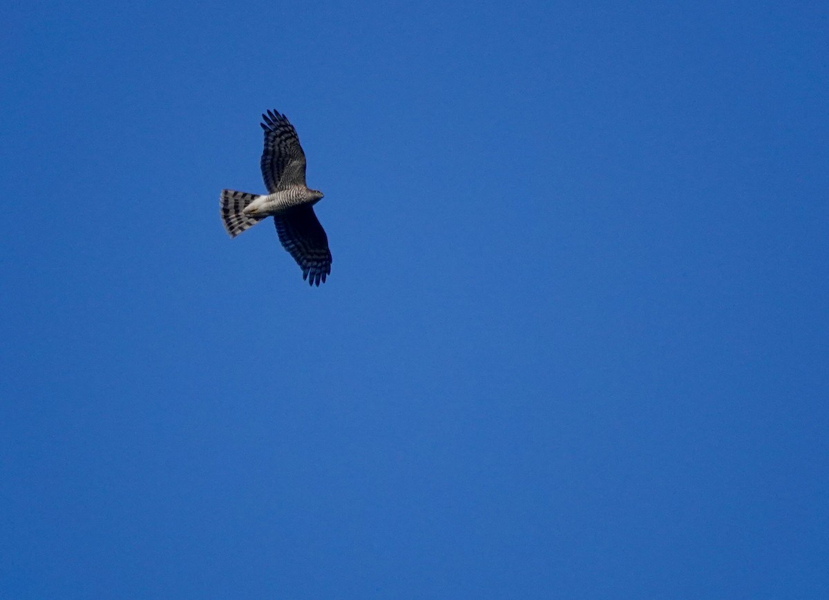 Морин харцага - ML646233681