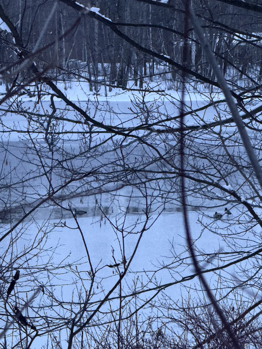 Strolaga maggiore - ML646233684