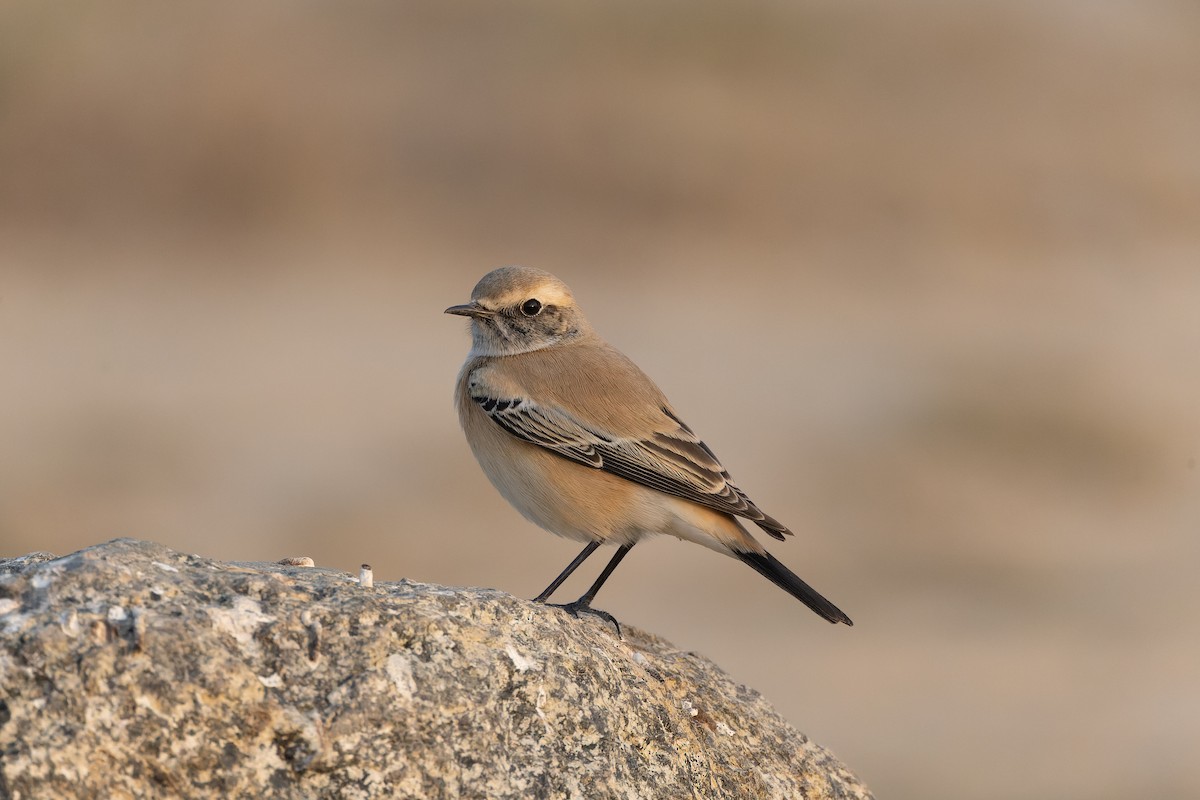 Desert Wheatear - ML646233693