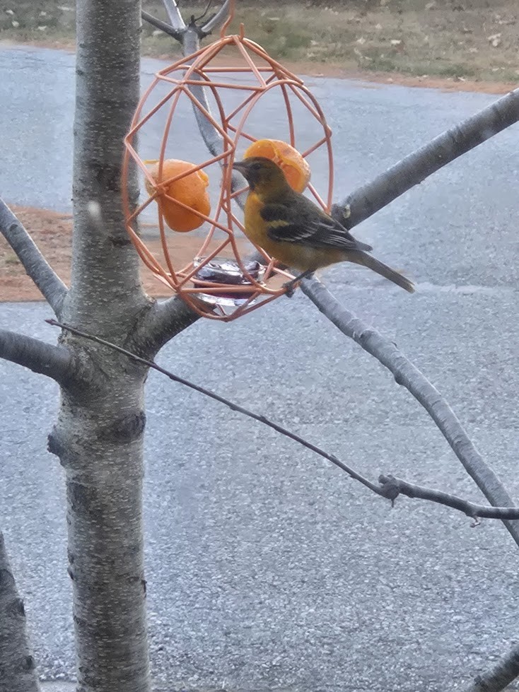 Turpial de Baltimore - ML646233694