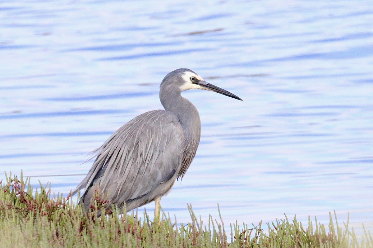 volavka bělolící - ML646233700