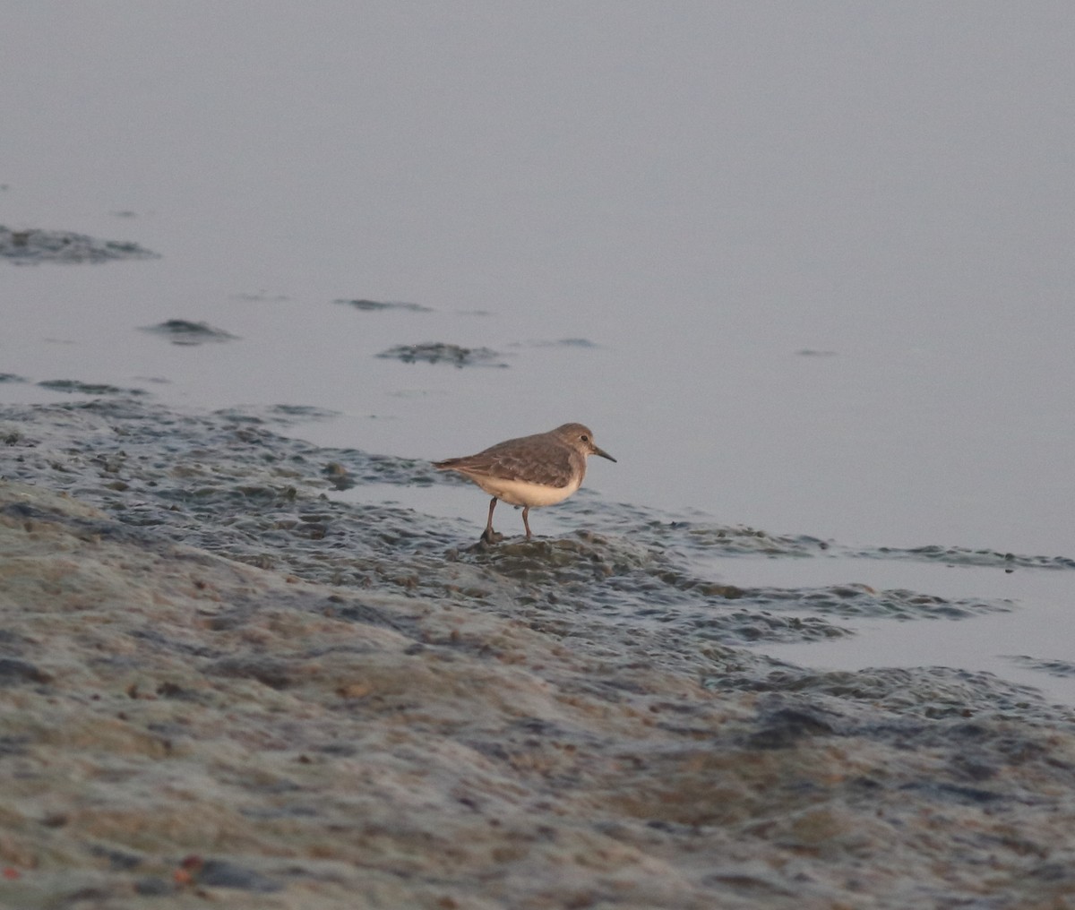 Bécasseau de Temminck - ML646233701