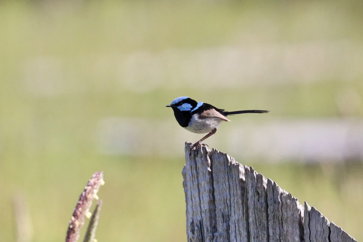 Superb Fairywren - ML646233702