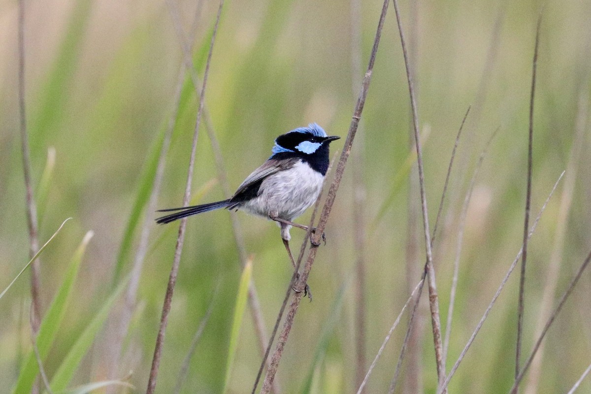 Superb Fairywren - ML646233703