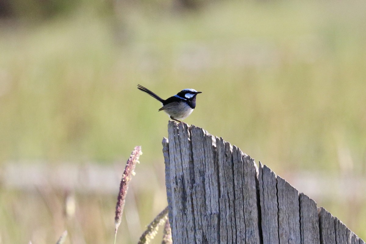 Superb Fairywren - ML646233704
