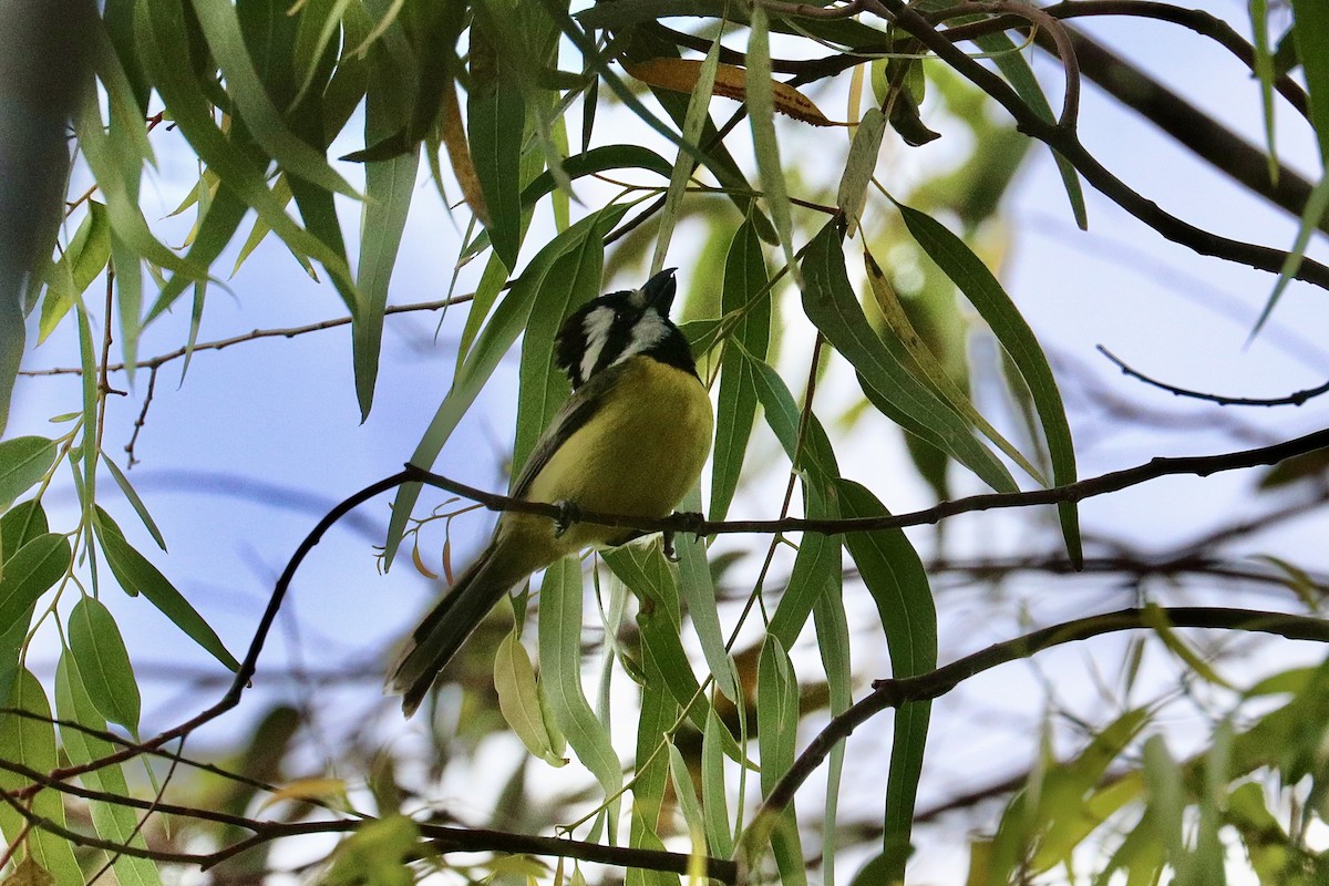 Eastern Shrike-tit - ML646233712