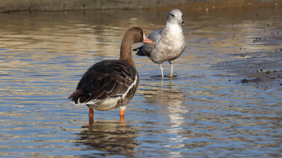 Oie rieuse - ML646233713