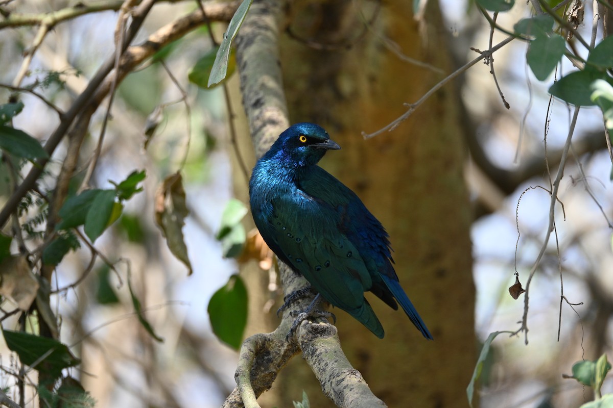 Choucador à oreillons bleus - ML646233714