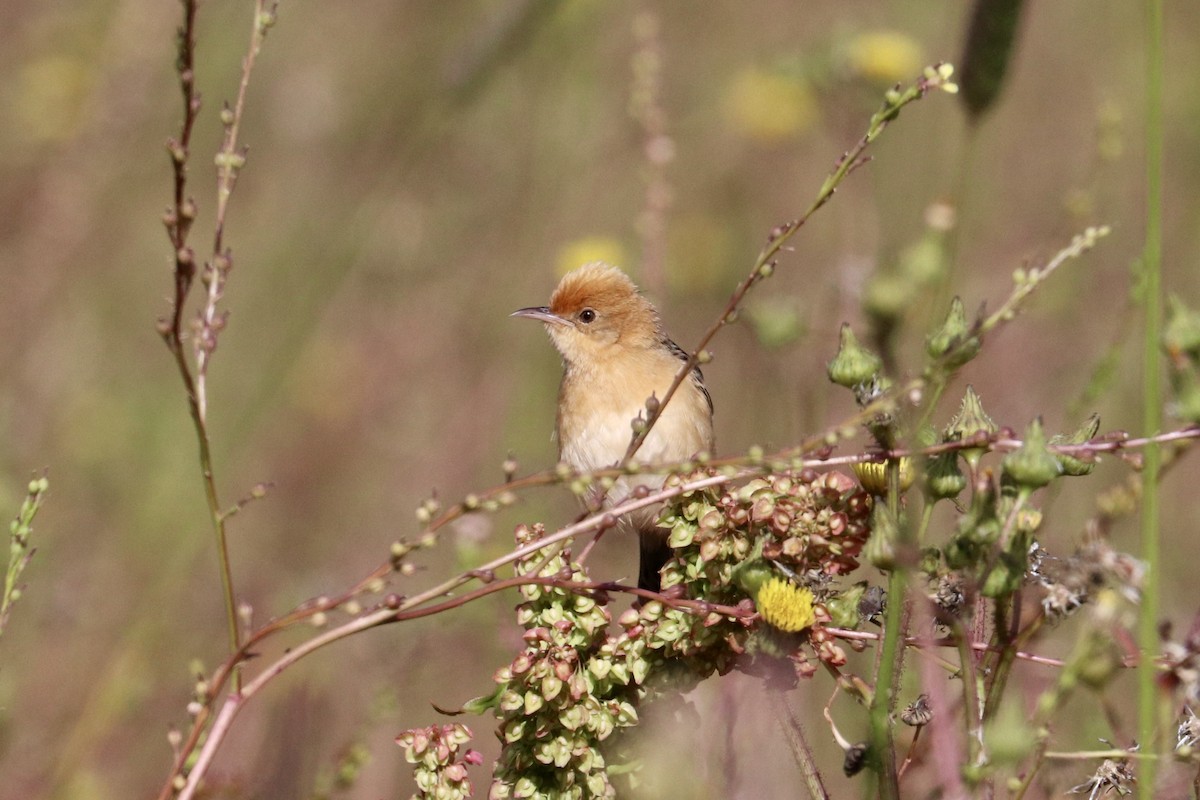 Cisticole à couronne dorée - ML646233715